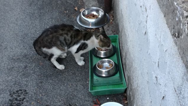 L'appetito vien mangiando7