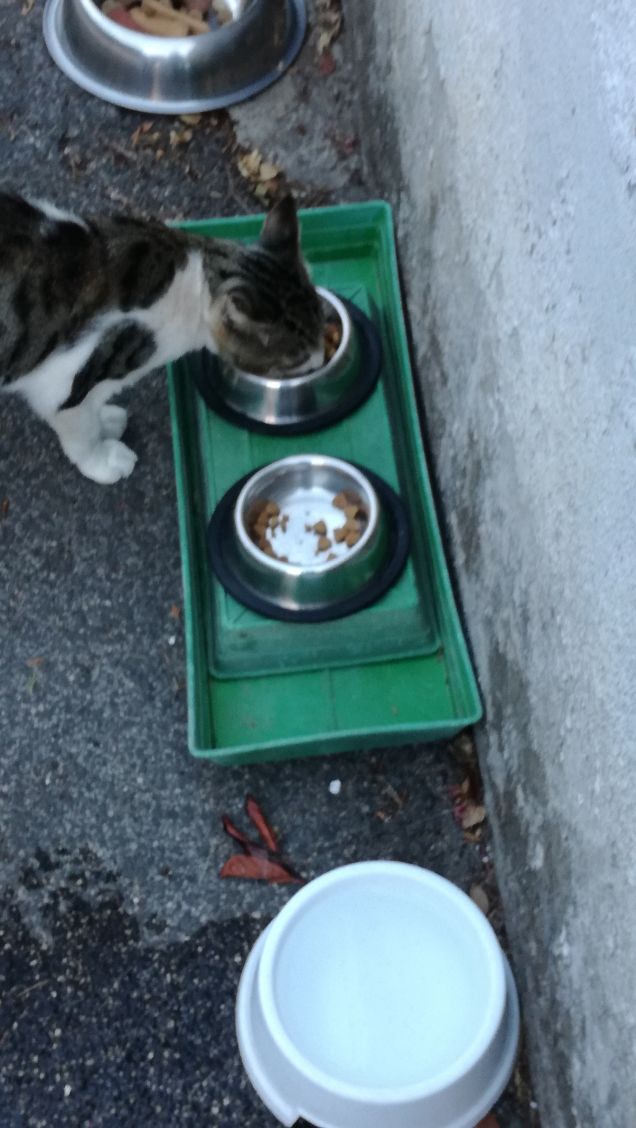 L'appetito vien mangiando8