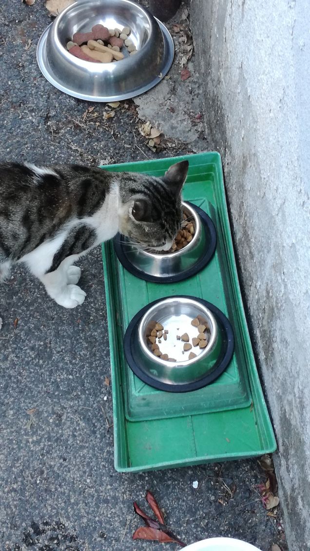 L'appetito vien mangiando9