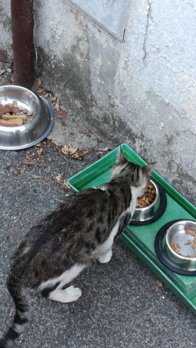 L'appetito vien mangiando11