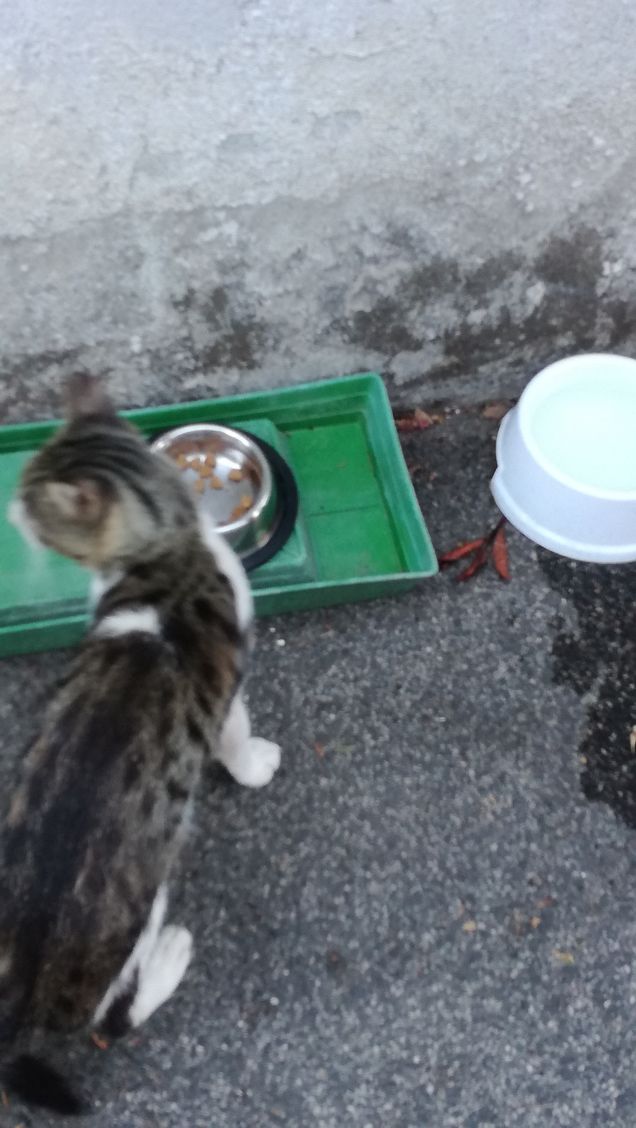 L'appetito vien mangiando12