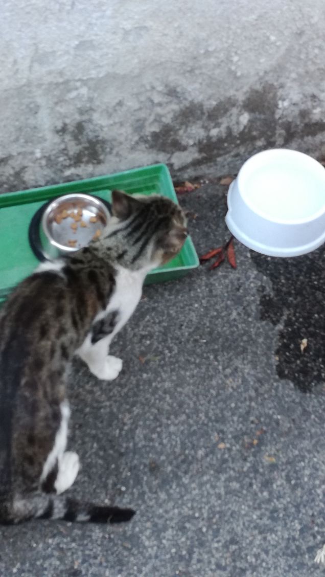 L'appetito vien mangiando13