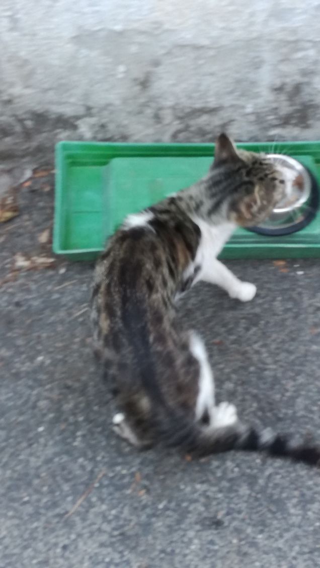 L'appetito vien mangiando14