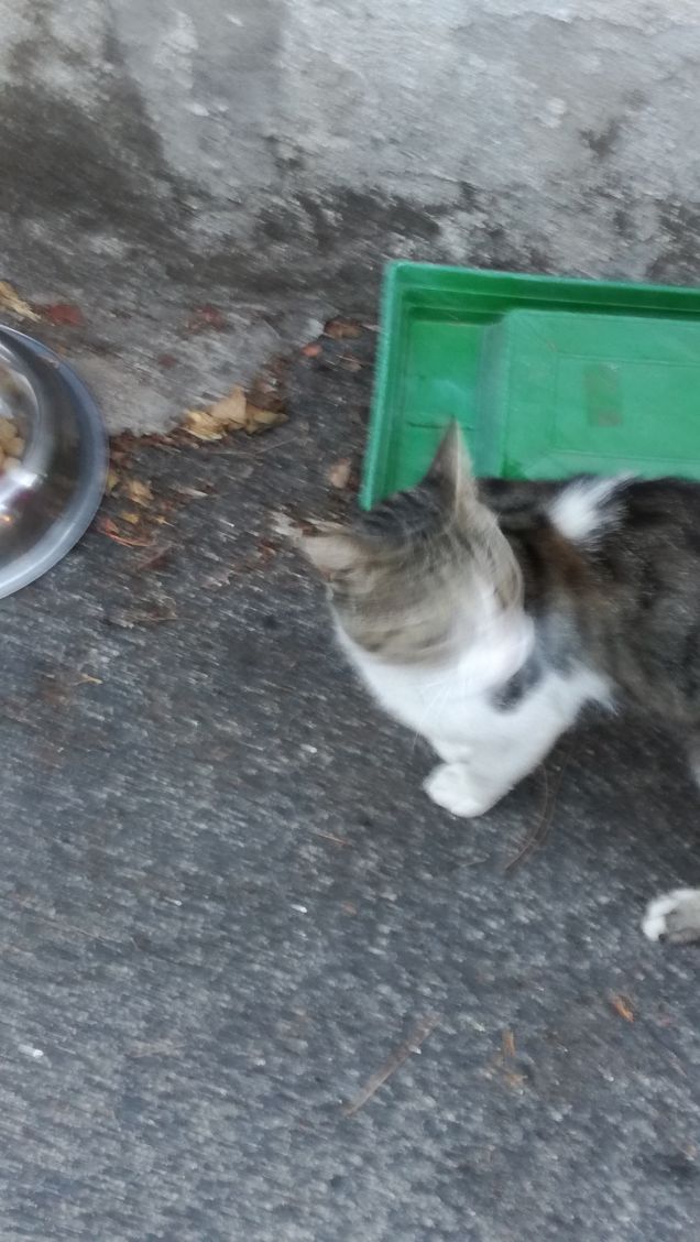 L'appetito vien mangiando15