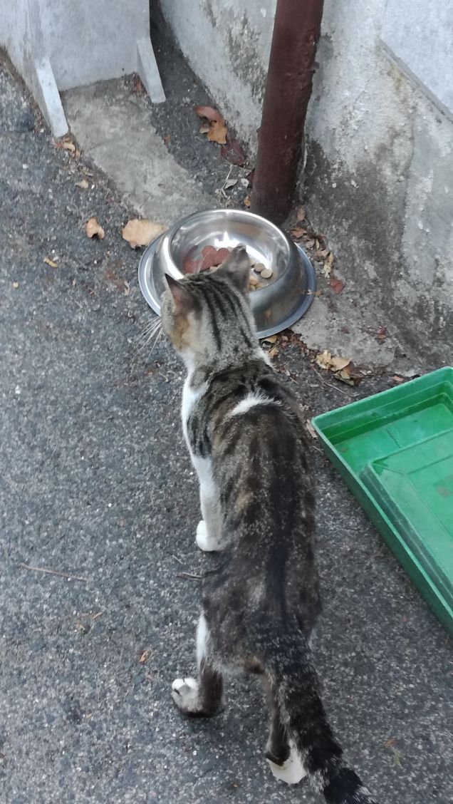 L'appetito vien mangiando16