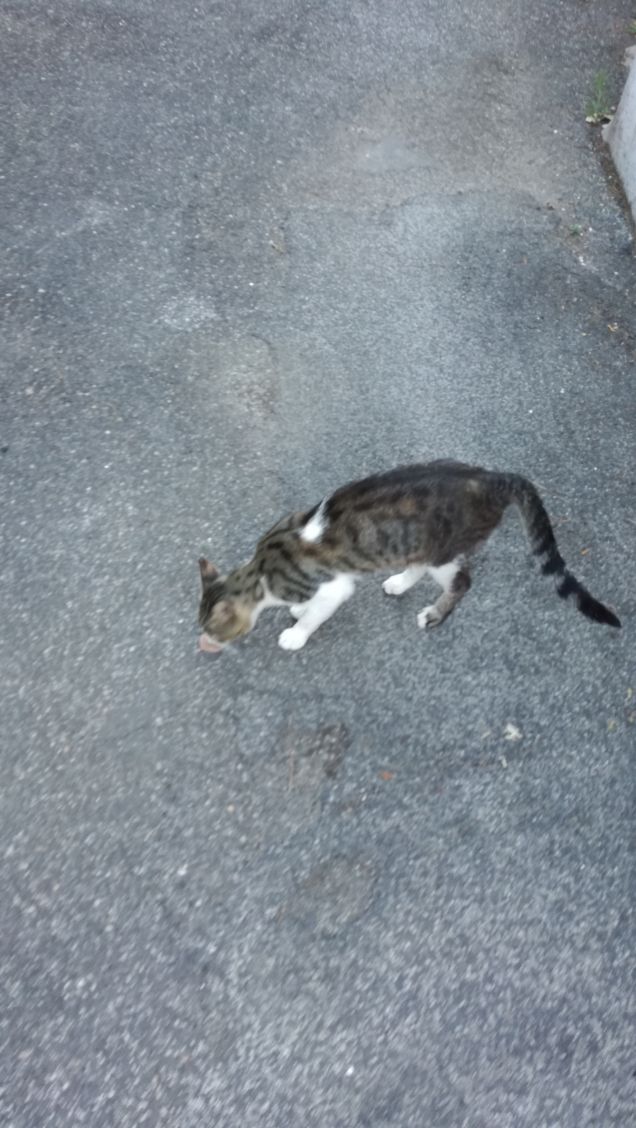 L'appetito vien mangiando20