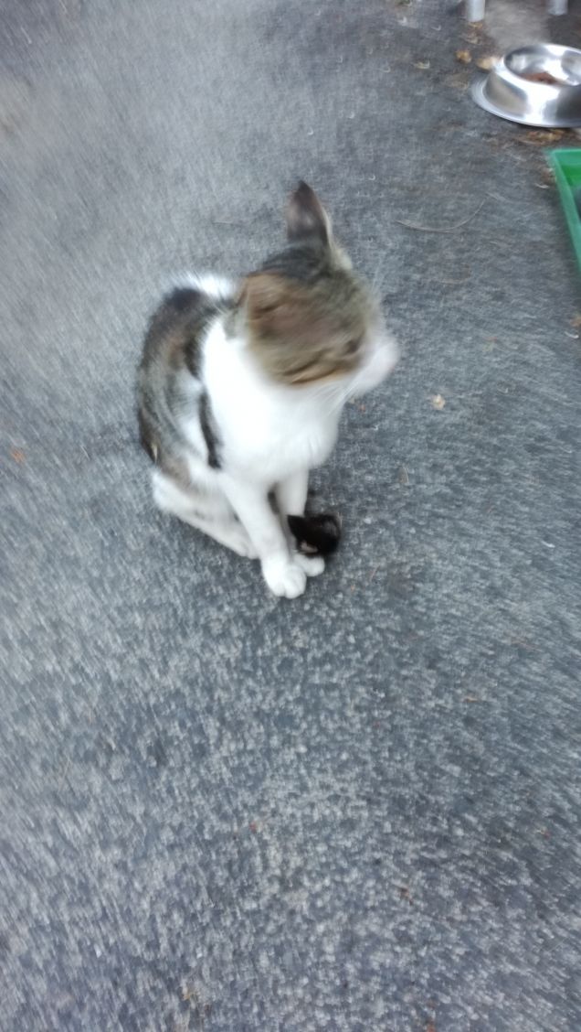 Un viale e un gatto2