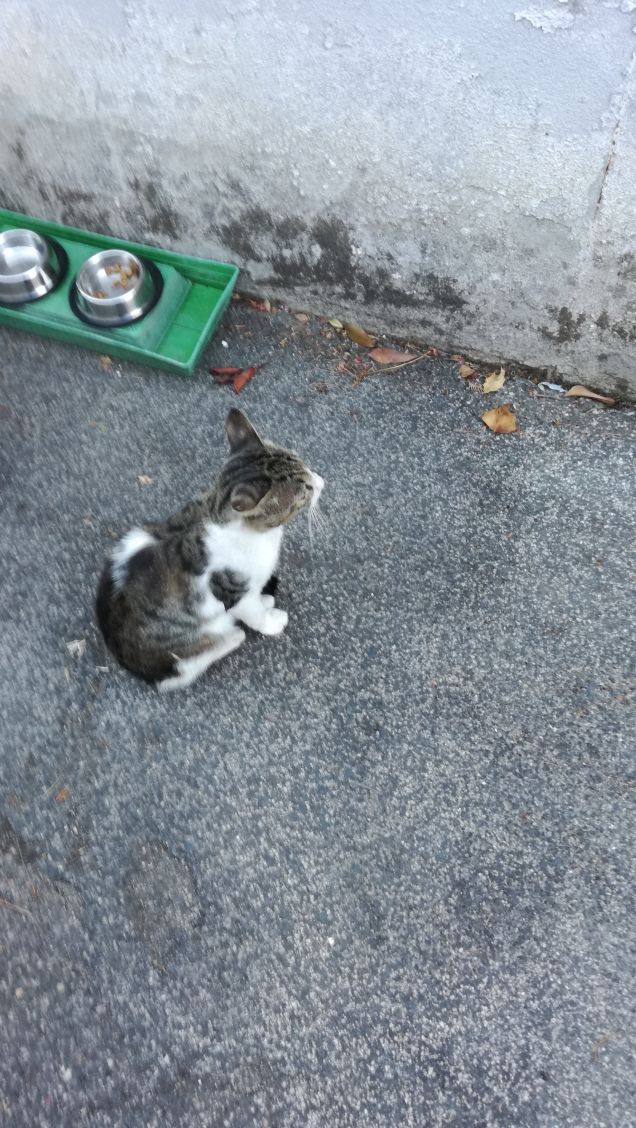 Un viale e un gatto3