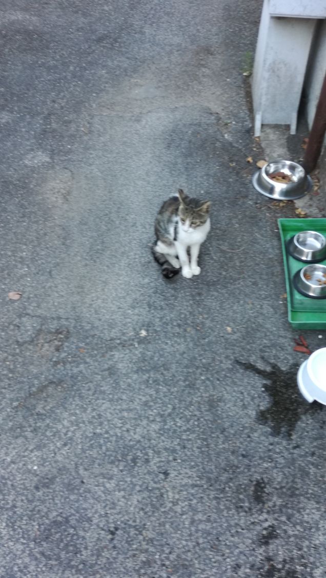 Un viale e un gatto4