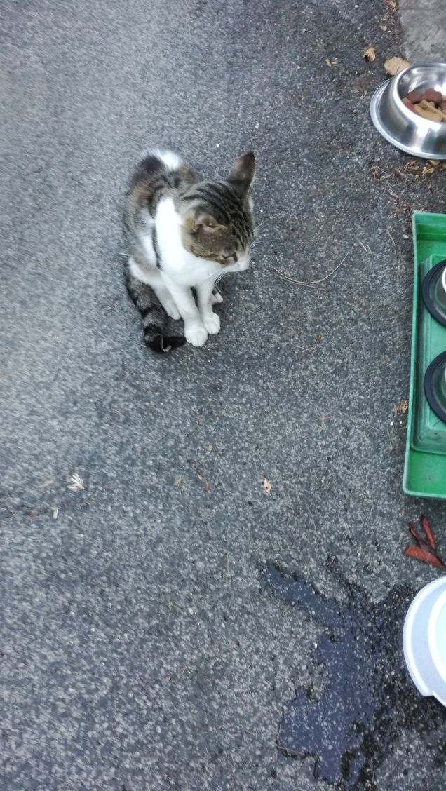 Un viale e un gatto6