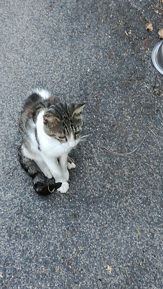 Un viale e un gatto9