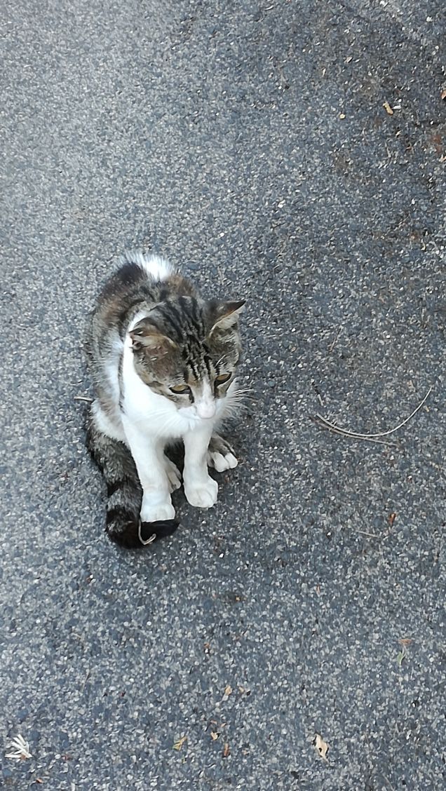 Un viale e un gatto10