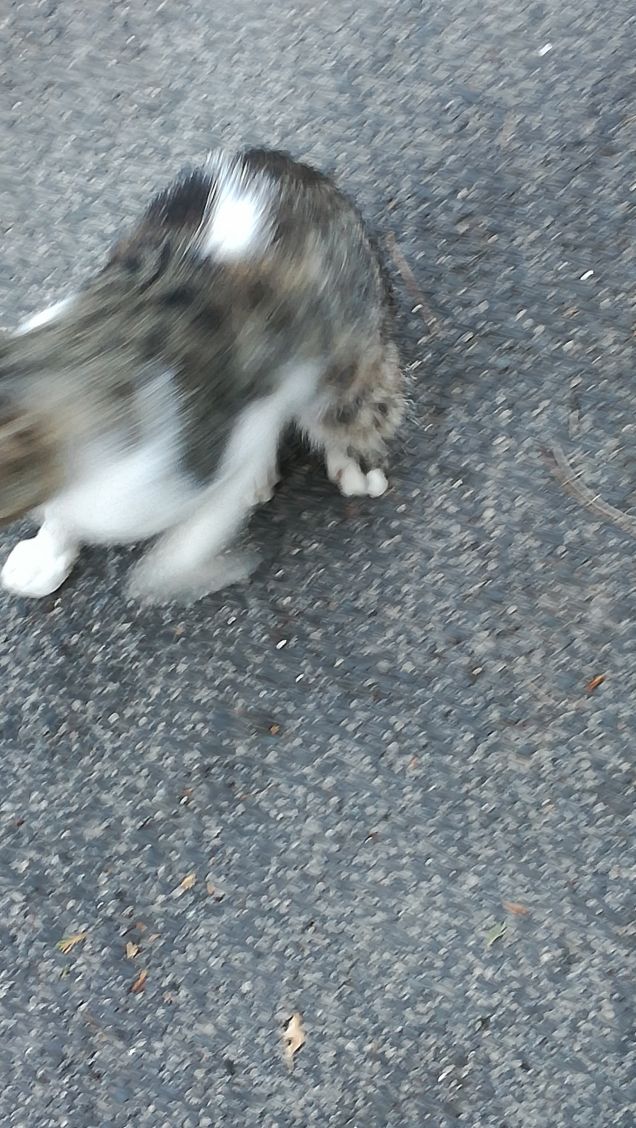 Un viale e un gatto11