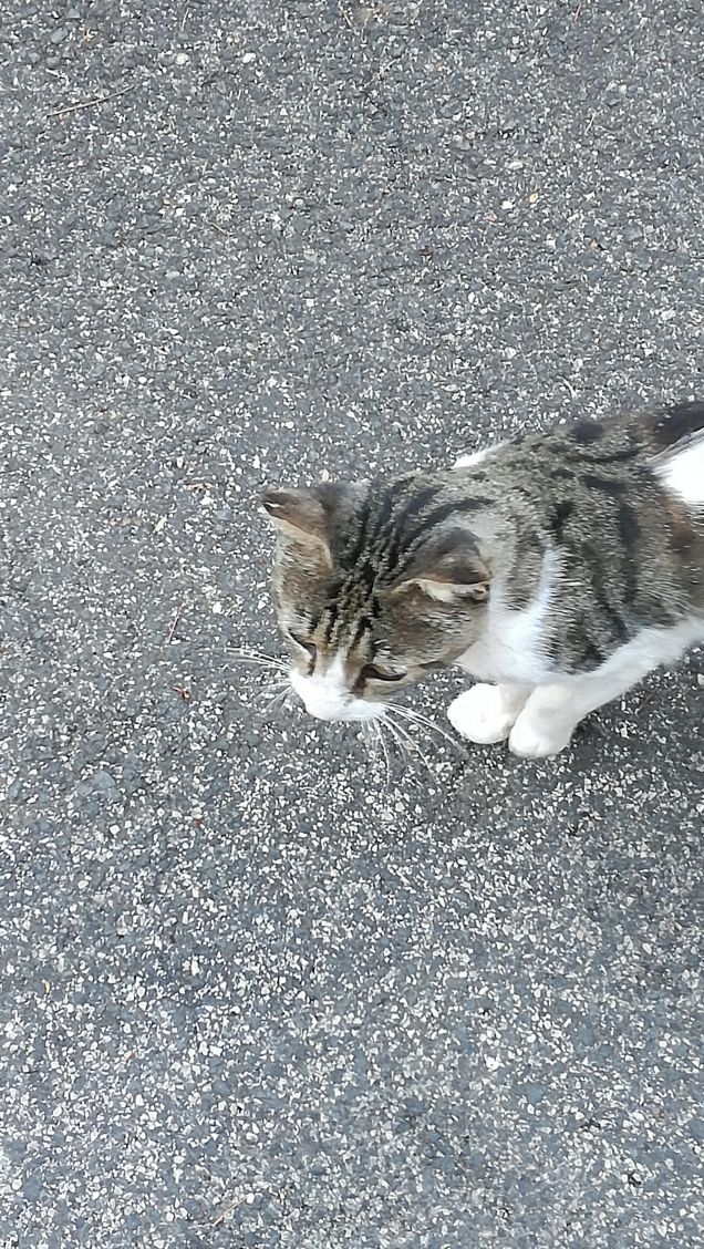 Un viale e un gatto12
