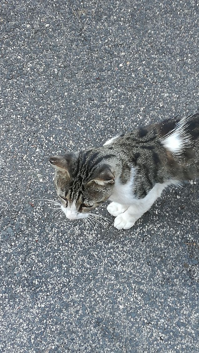 Un viale e un gatto13