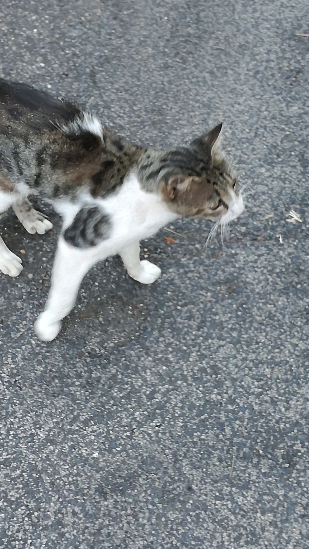 Un viale e un gatto14