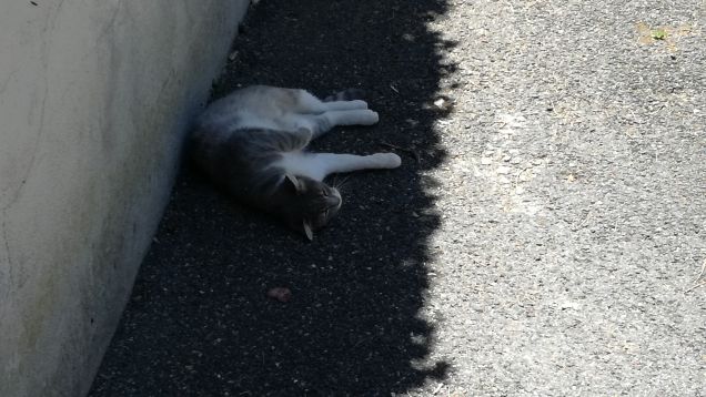 Uno spicchio d'ombra1