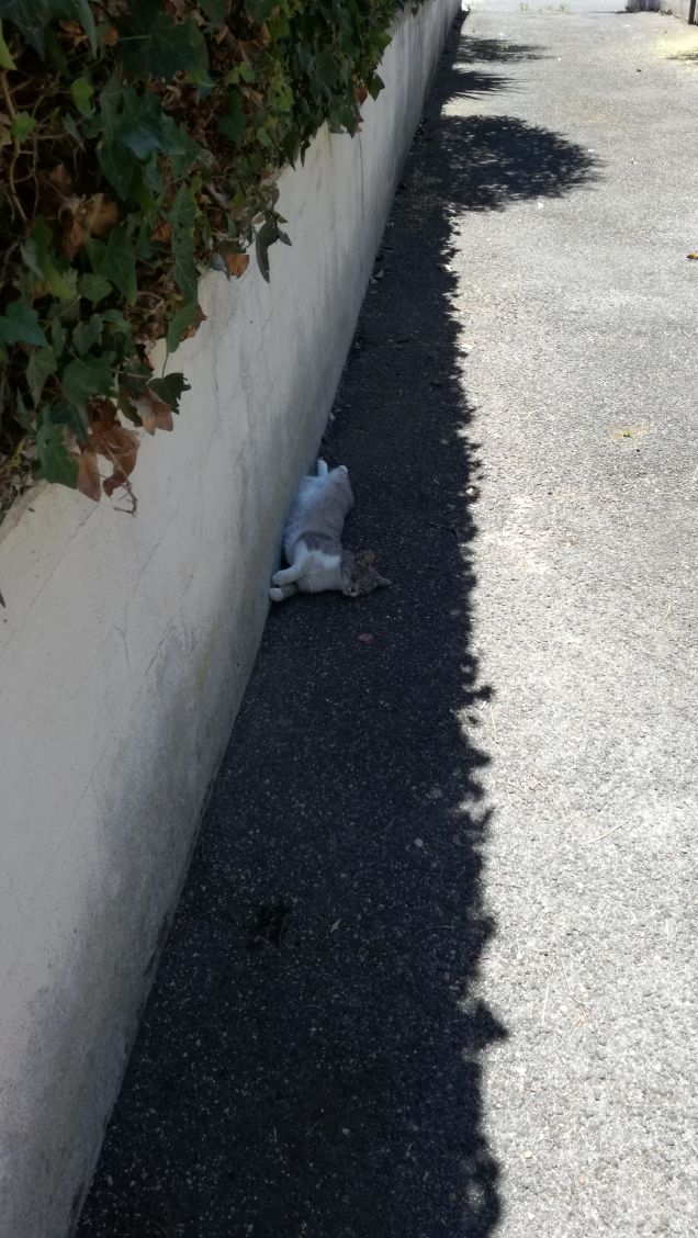 Uno spicchio d'ombra3