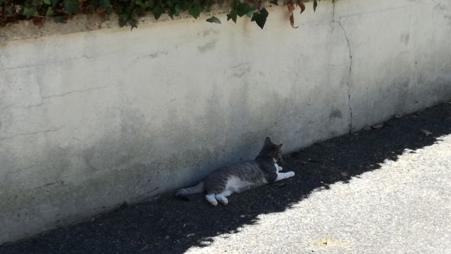 Uno spicchio d'ombra4