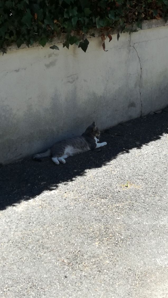 Uno spicchio d'ombra5