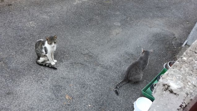 E' l' ora della pappa2