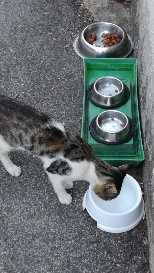 E' l' ora della pappa4