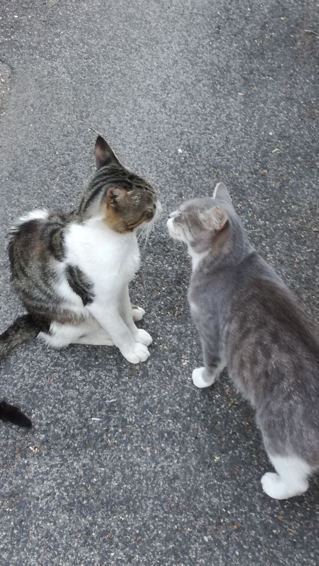 Baci bacini baciotti1