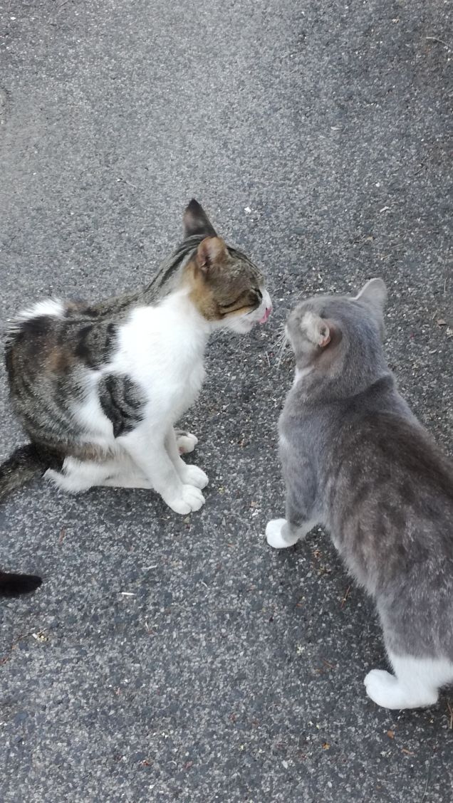 Baci bacini baciotti2