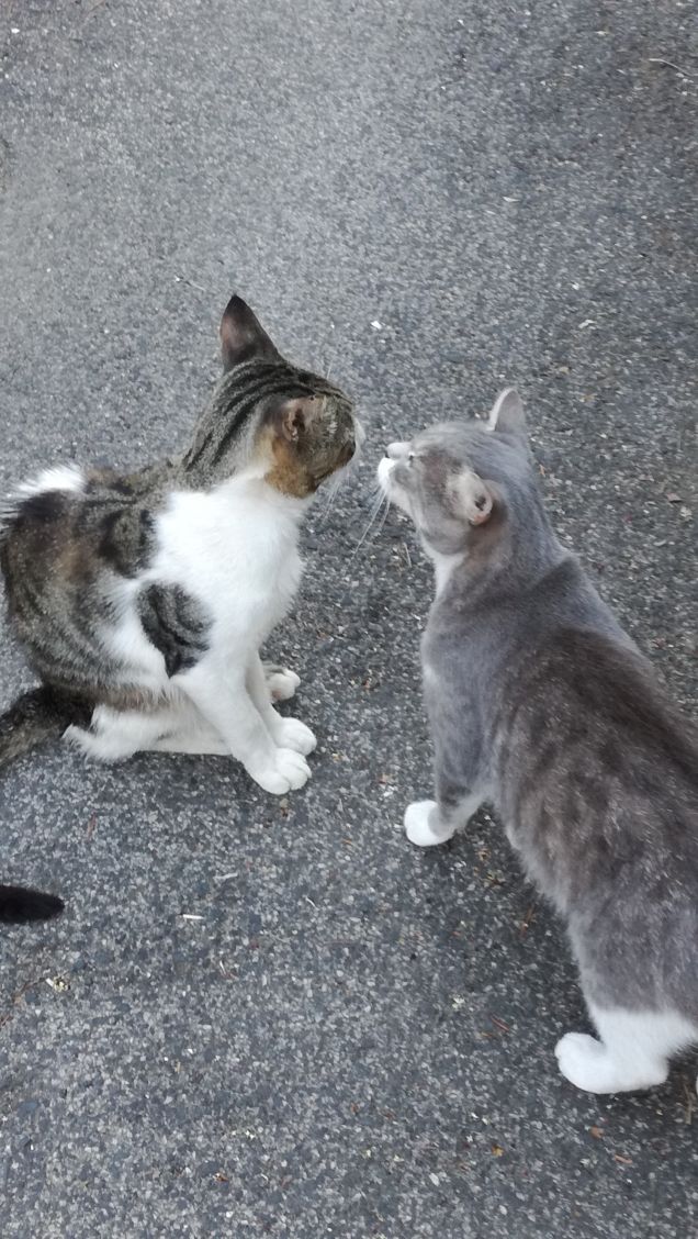 Baci bacini baciotti3