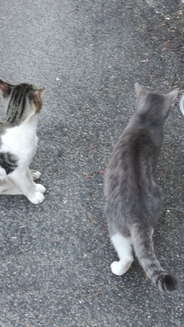 Baci bacini baciotti5