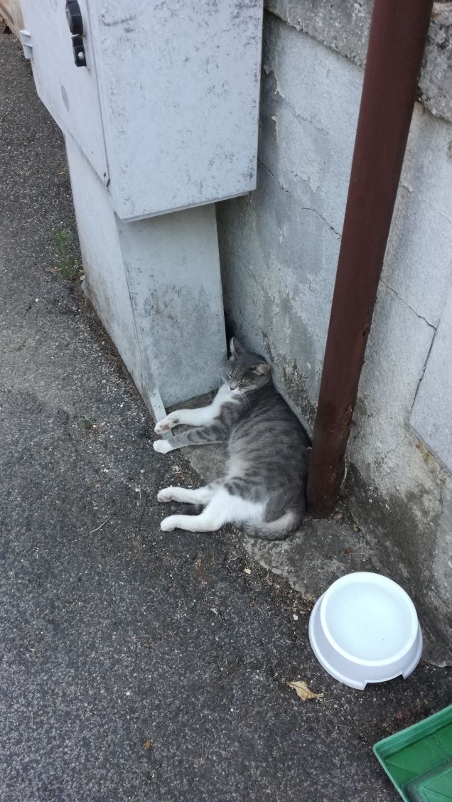 La bella addormentata1