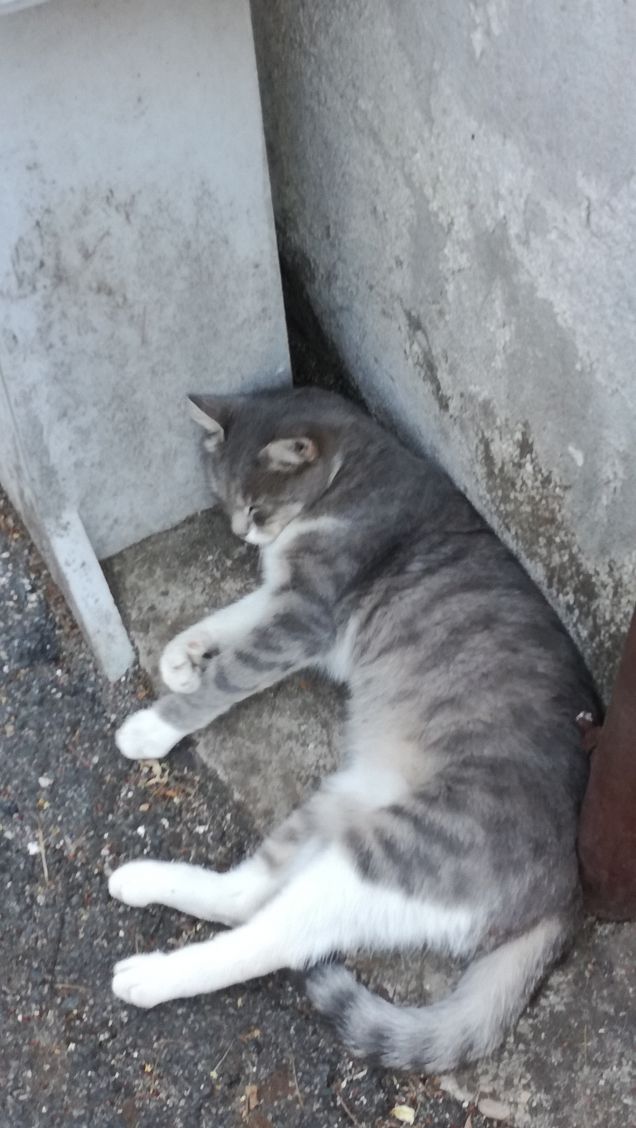 La bella addormentata2