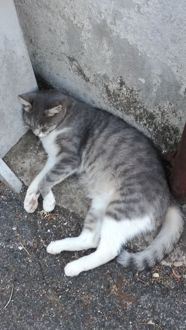 La bella addormentata3