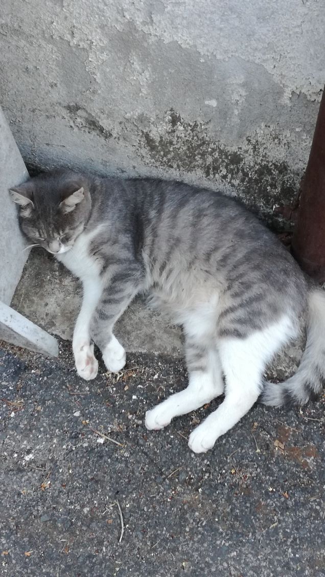 La bella addormentata4