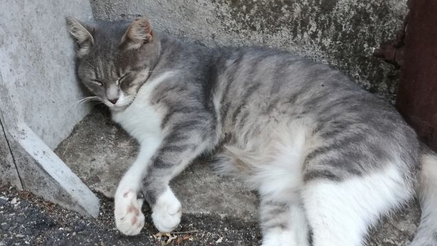 La bella addormentata5