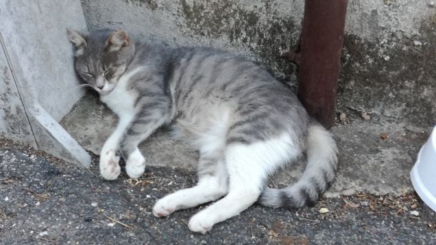 La bella addormentata6