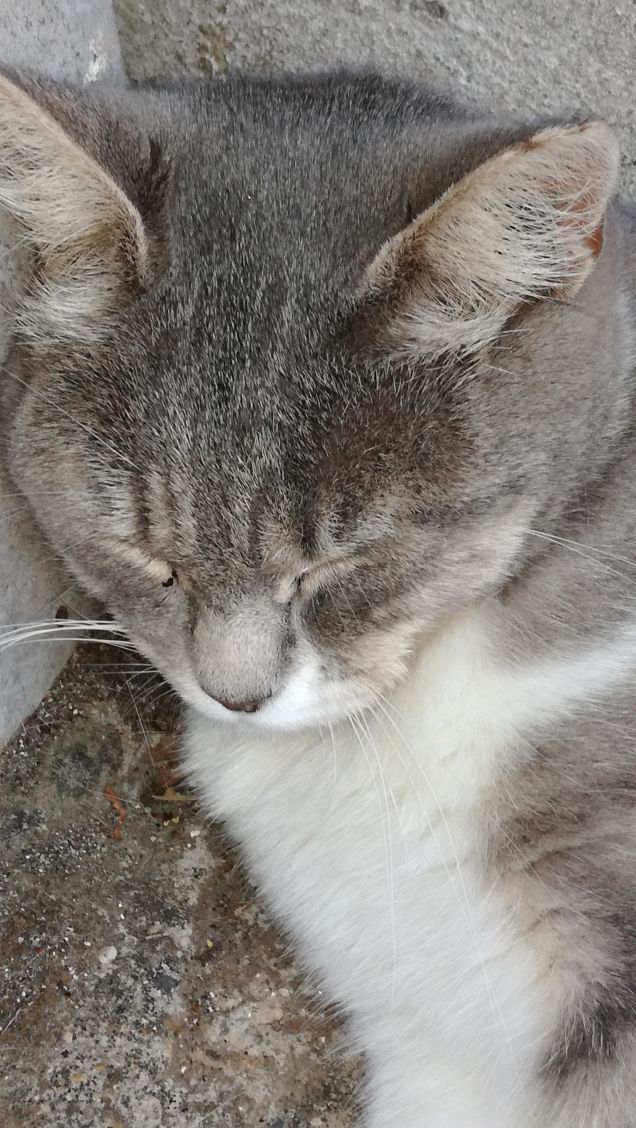 La bella addormentata8