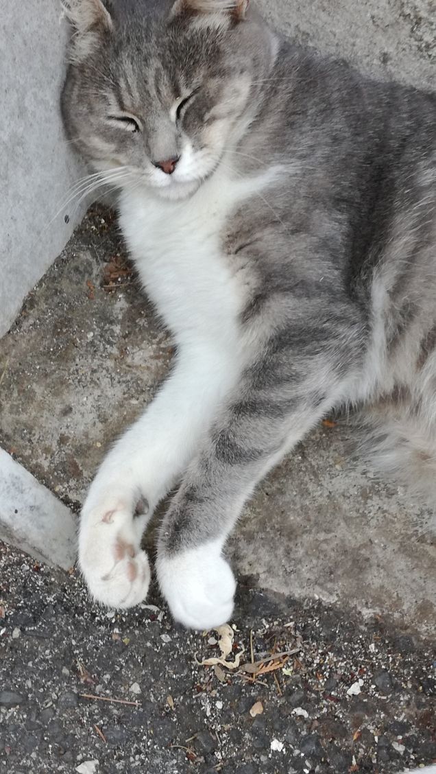 La bella addormentata10