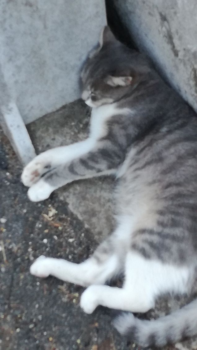 Bis della bella addormentata1