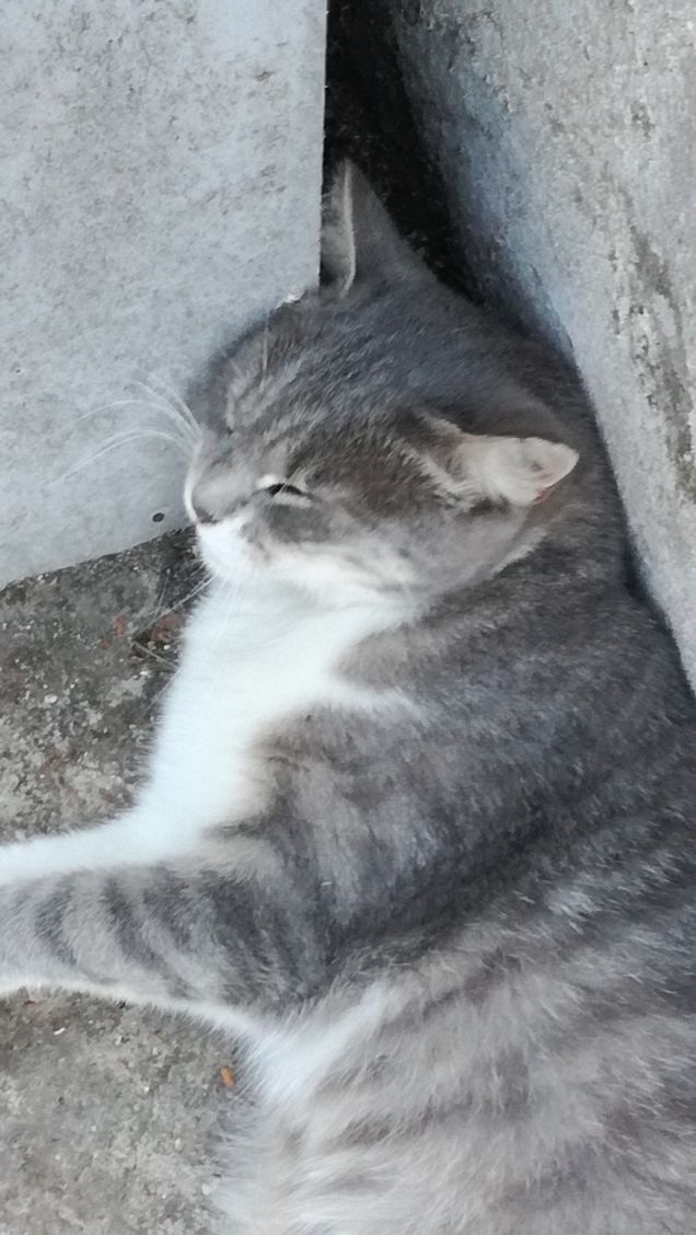 Bis della bella addormentata2