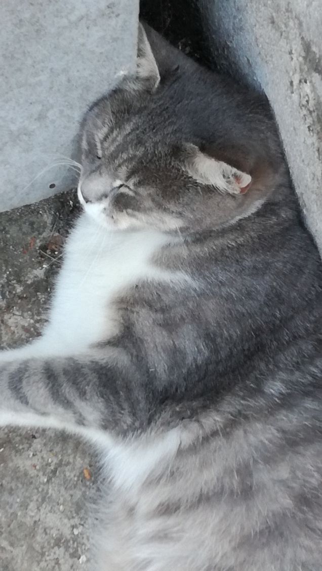 Bis della bella addormentata3