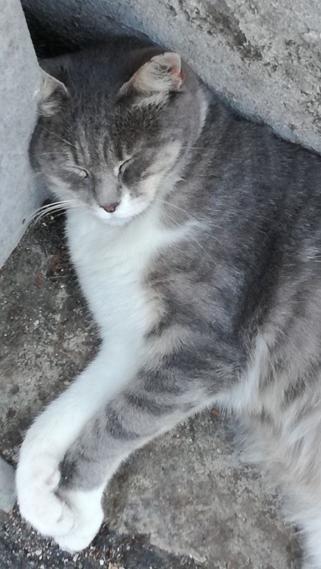 Bis della bella addormentata4