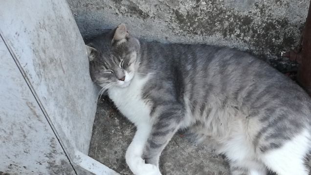 Bis della bella addormentata5