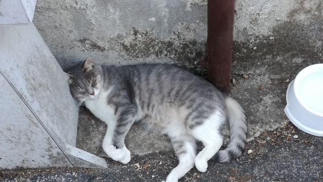 Bis della bella addormentata6