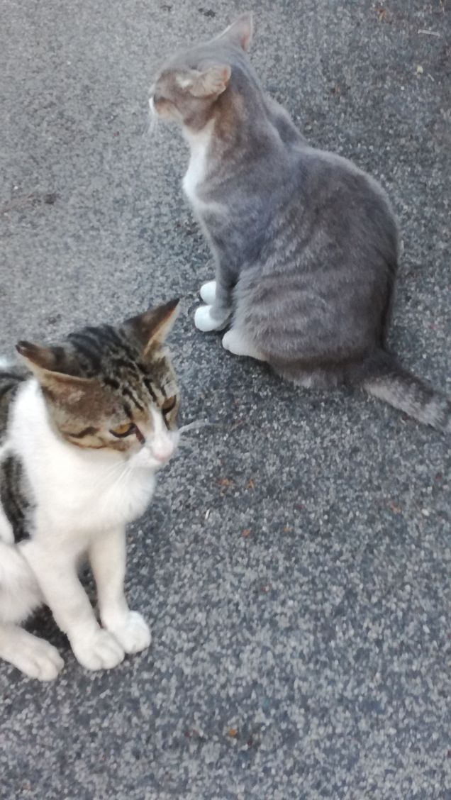 La grande bellezza17