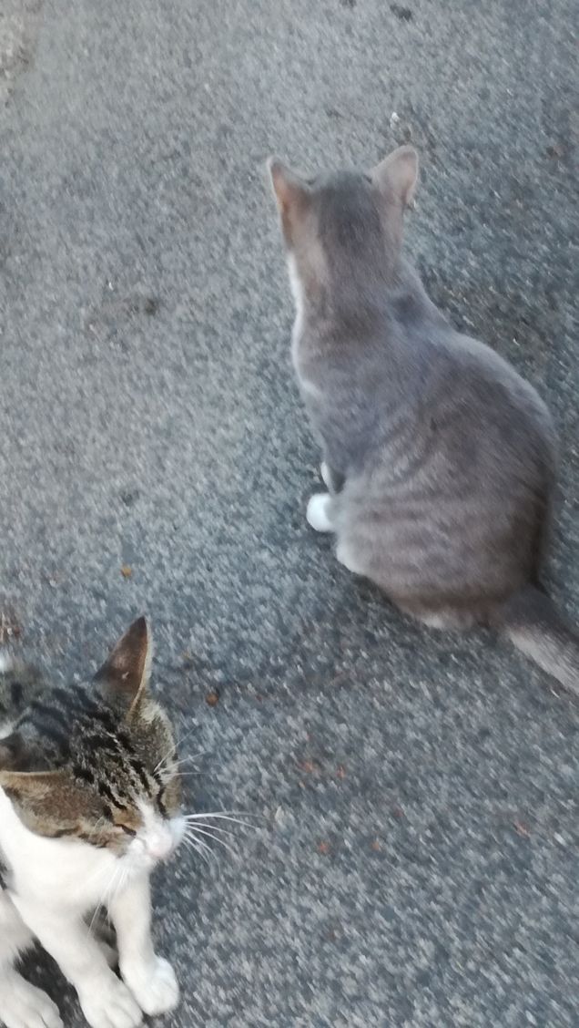 La grande bellezza20