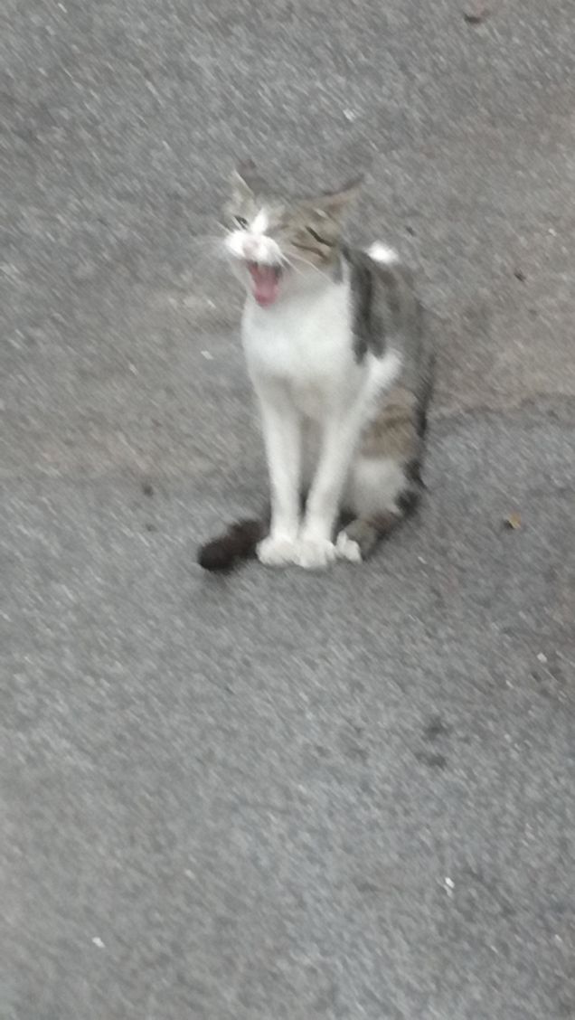 Classico gatto randagio1