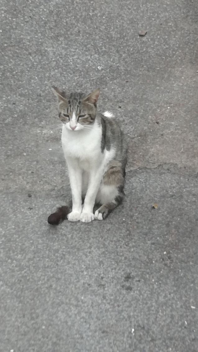 Classico gatto randagio2