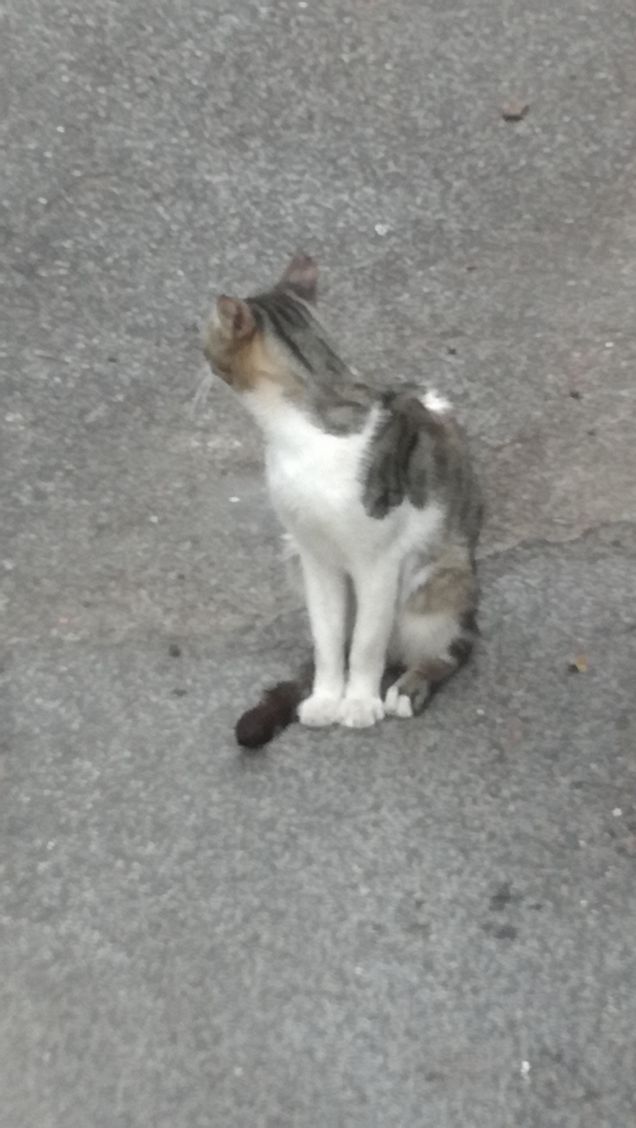 Classico gatto randagio3