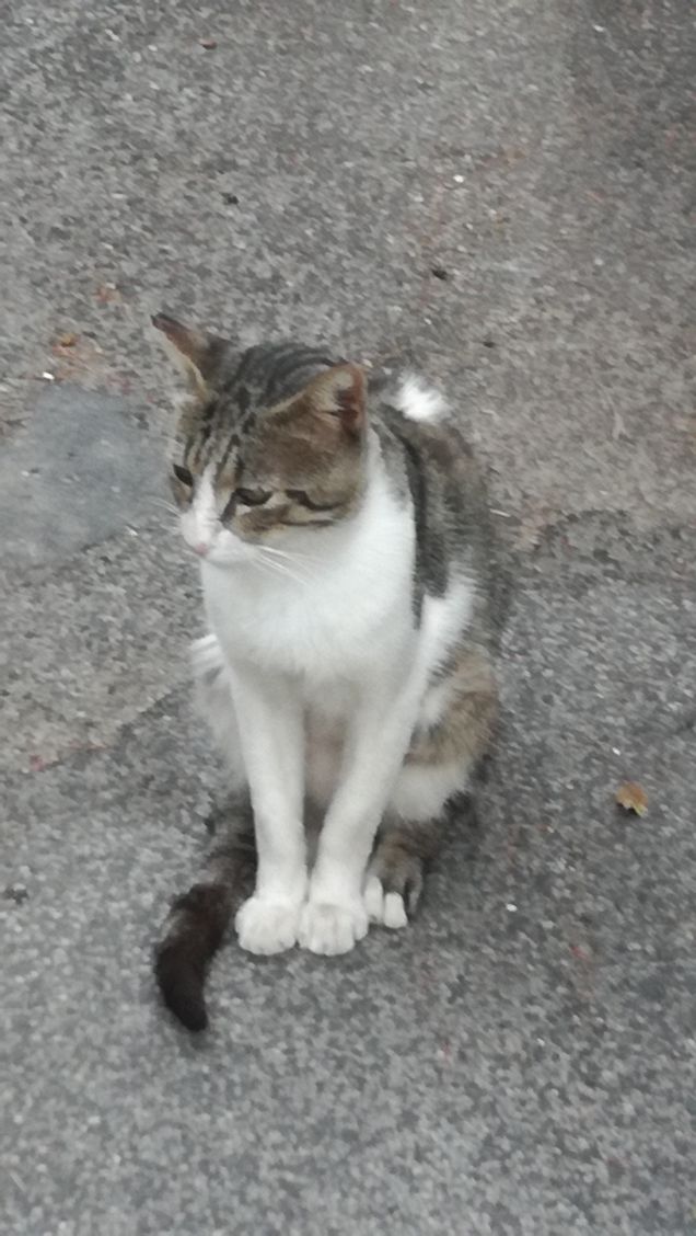 Classico gatto randagio4